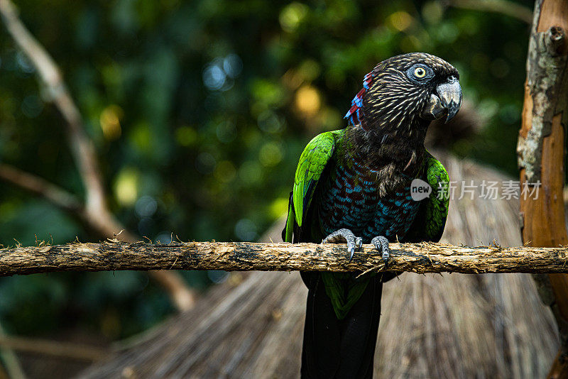 Exotic bird, Foz do Iguaçu, Parana, Brazil